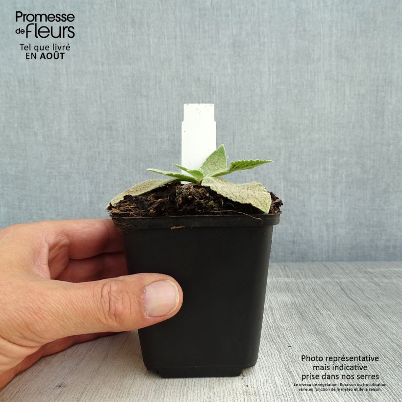 Exemplaar van Verbascum Gainsborough - Molène Kweekpotje van 8/9 cm zoals geleverd in de zomer