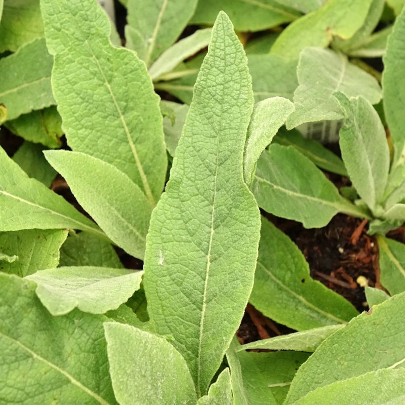 Verbascum Gainsborough - Molène (Blad)