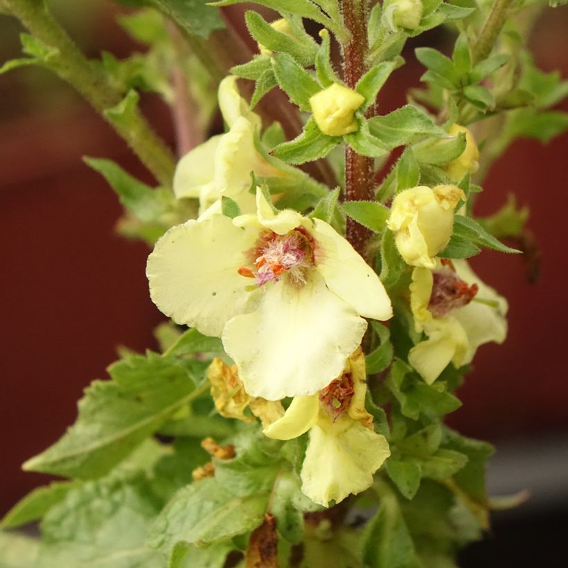 Verbascum Cotswold Queen - Toorts (Bloei)