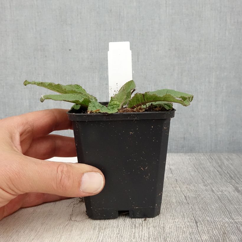 Exemplaar van Verbascum Southern Charm - Toorts Kweekpotje van 8/9 cm zoals geleverd in de lente