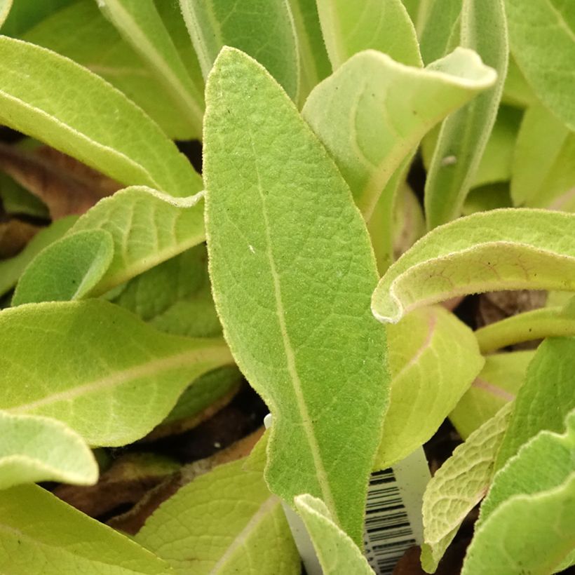 Verbascum olympicum - Toorts (Blad)