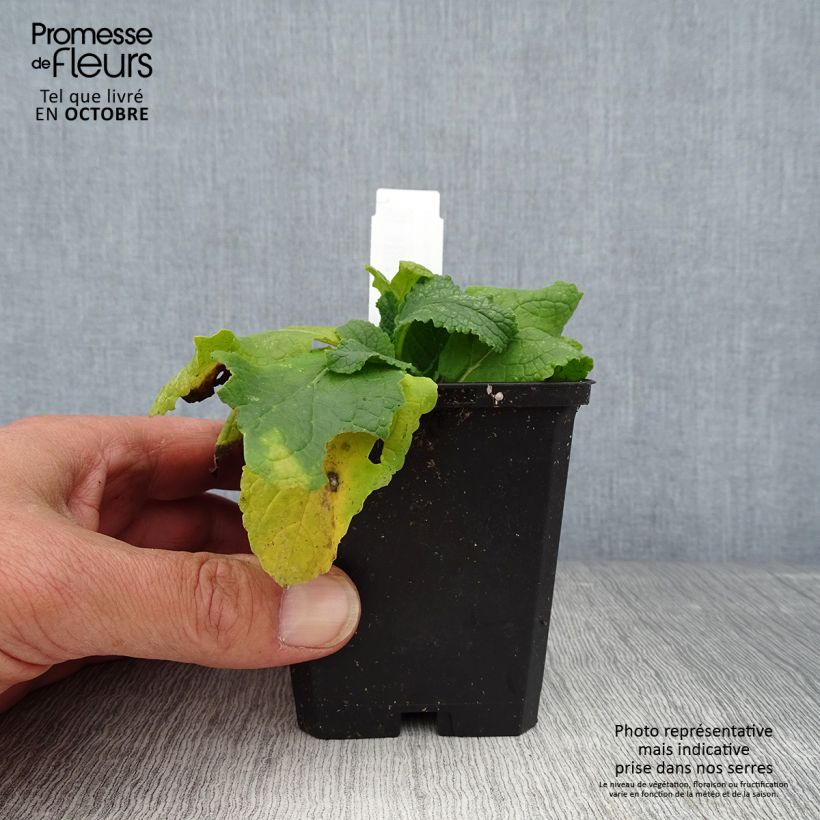 Exemplaar van Verbascum phoeniceum Flush of White - Paarse toorts Kweekpotje van 8/9 cm zoals geleverd in de herfst