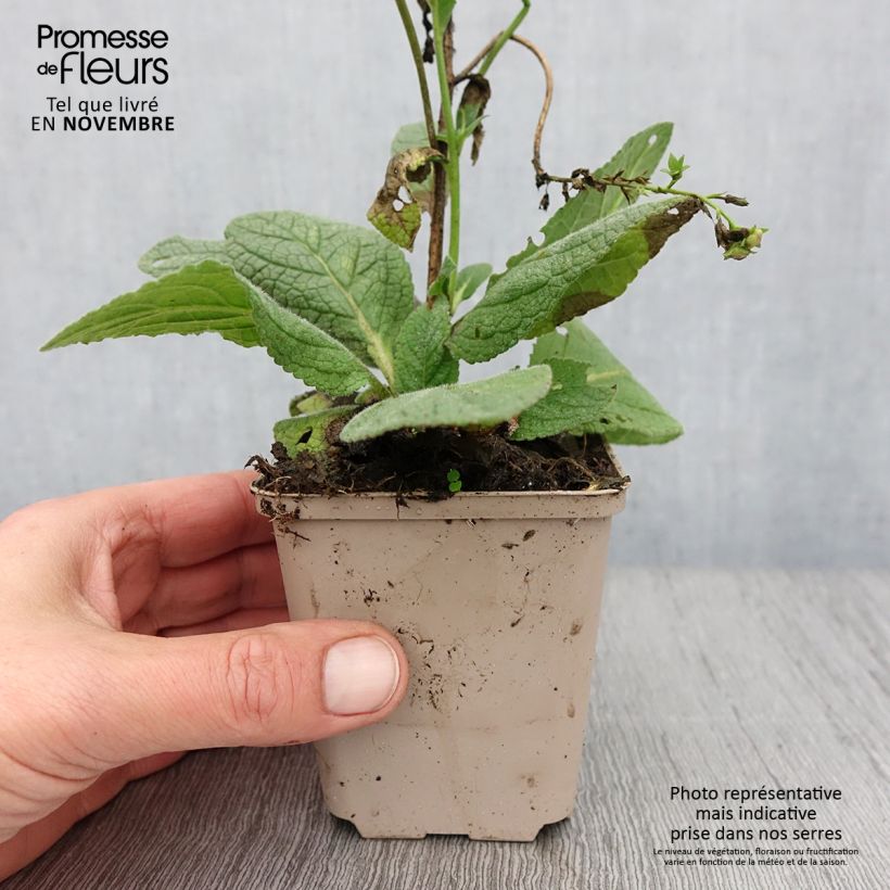 Exemplaar van Verbascum Royalty - Toorts Kweekpotje van 8/9 cm zoals geleverd in de herfst