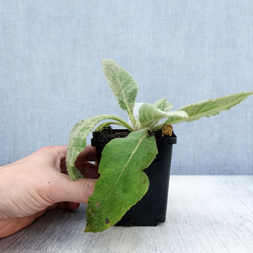 Exemplaar van Verbascum thapsus - Molène Bouillon blanc Godet de 8/9 cm zoals geleverd in de herfst