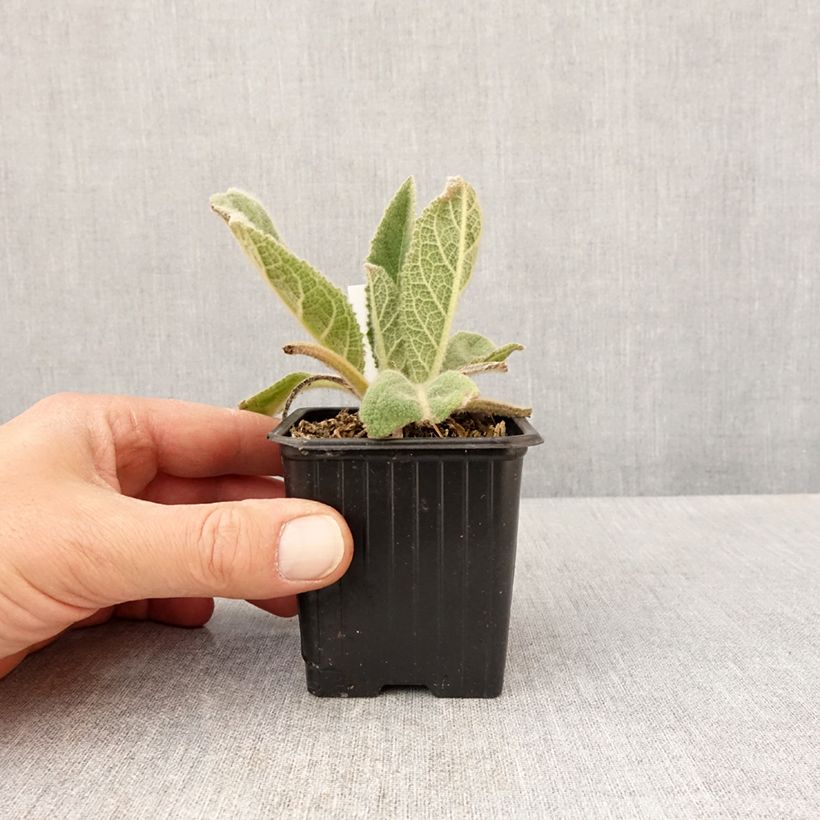 Example of Verbascum thapsus - Koningskaars Kweekpotje van 8/9 cm as you get in printemps