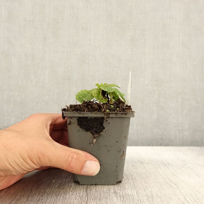Exemplaar van Verbascum x chaixii White Domino - Toorts Kweekpotje van 8/9 cm zoals geleverd in de herfst