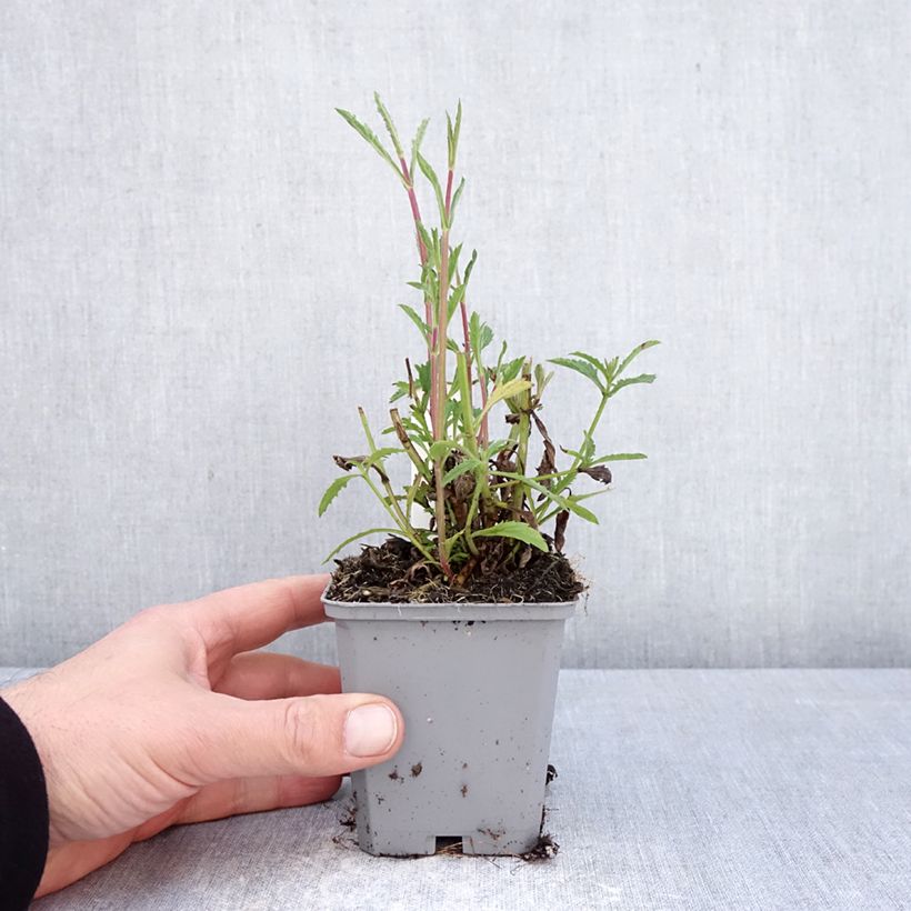 Exemplaar van Verbena bonariensis Vanity - Reuzenverbena Kweekpotje van 8/9 cm zoals geleverd in de lente