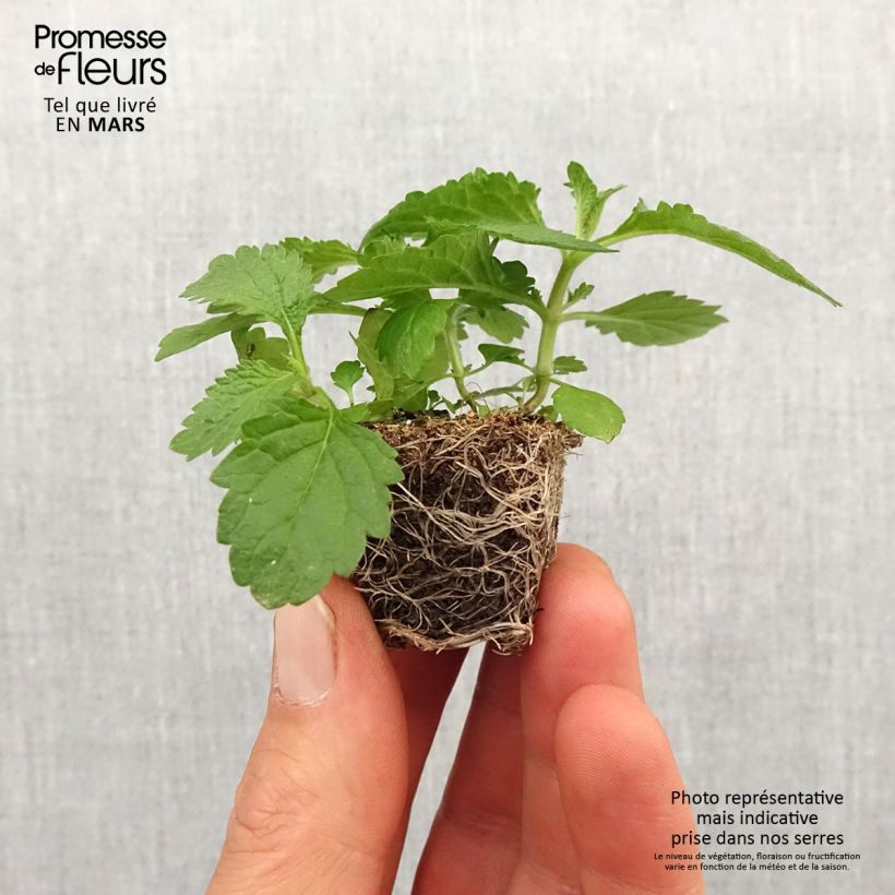 Exemplaar van Verbena bonariensis Vanity - Reuzenverbena Mini-mot Ø 3/4 cm zoals geleverd in de lente