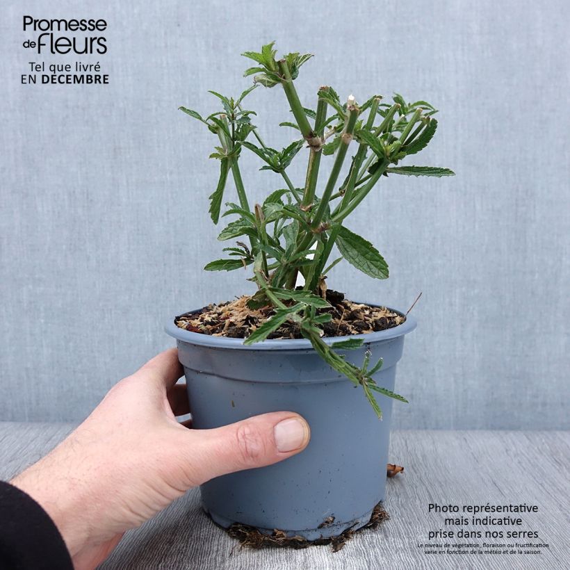 Exemplaar van Verbena bonariensis - Reuzenverbena Pot van 2 l/3 l zoals geleverd in de herfst