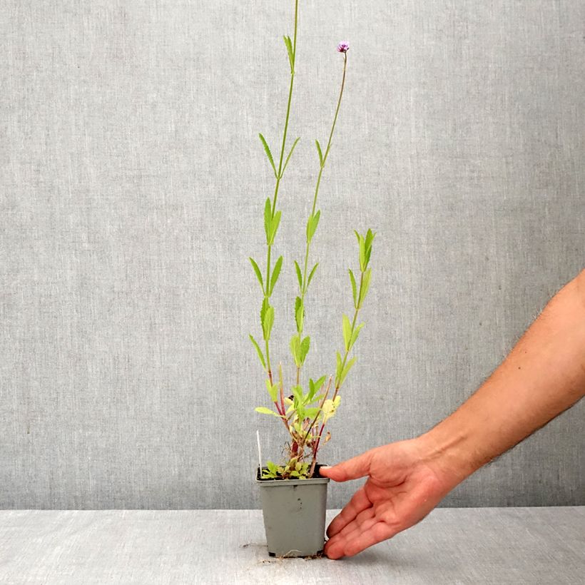 Exemplaar van Verbena bonariensis - Reuzenverbena Kweekpotje van 8/9 cm zoals geleverd in de herfst