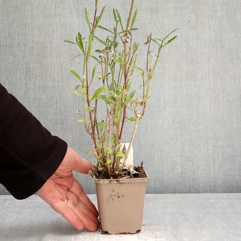 Exemplaar van Verbena bonariensis - Reuzenverbena Kweekpotje van 8/9 cm zoals geleverd in de lente