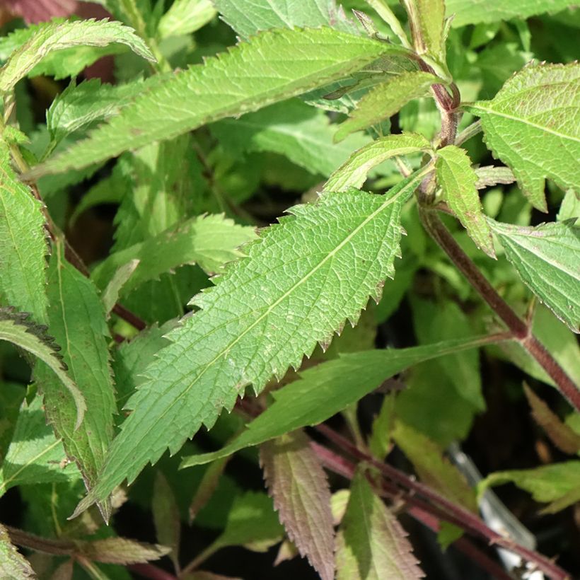 Verbena hastata Blue Spires - Blauwe verbena (Blad)