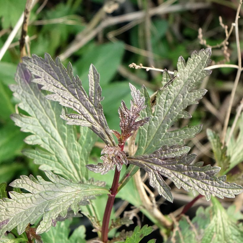 Verbena officinalis Bampton - Ijzerhard (Blad)