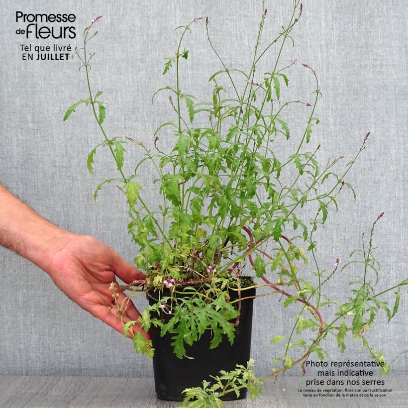 Exemplaar van Verbena officinalis Bampton - Ijzerhard Pot van 2 l/3 l zoals geleverd in de zomer