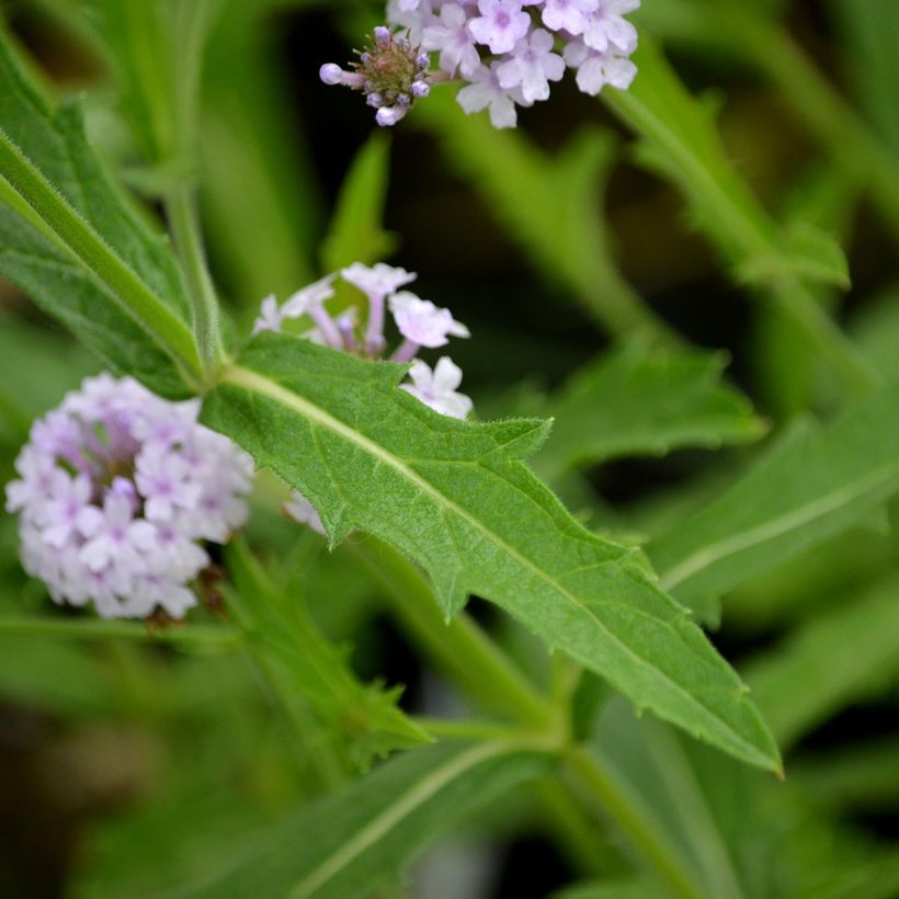 Verbena rigida Polaris - Ijzerhard (Blad)
