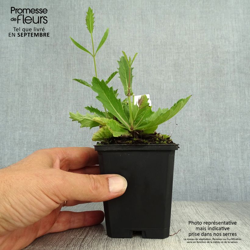 Exemplaar van Verbena rigida Polaris - Ijzerhard Kweekpotje van 8/9 cm zoals geleverd in de herfst