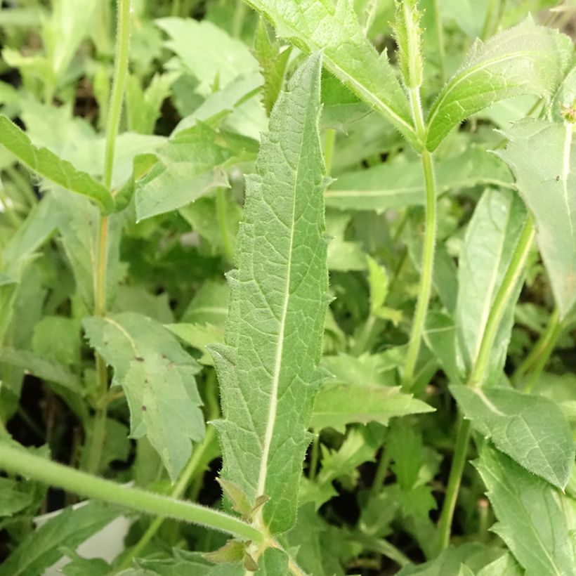 Verbena rigida Venosa - IJzerhard rugueuse (Blad)