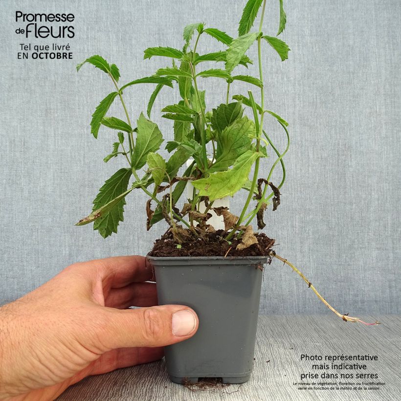 Exemplaar van Verbena rigida Venosa - IJzerhard rugueuse Kweekpotje van 8/9 cm zoals geleverd in de herfst