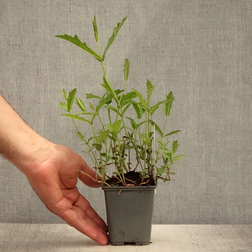 Exemplaar van Verbena rigida Venosa - IJzerhard rugueuse Kweekpotje van 8/9 cm zoals geleverd in de zomer