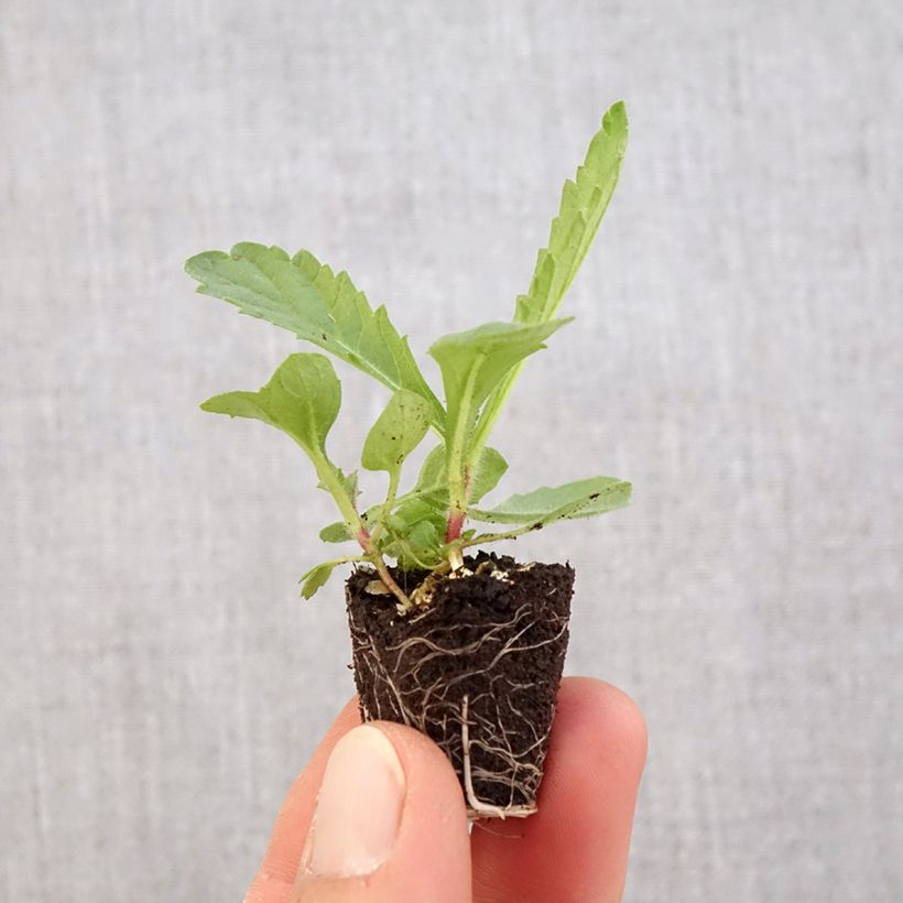 Exemplaar van Verbena rigida Venosa - IJzerhard rugueuse Mini-mot Ø 3/4 cm zoals geleverd in de lente