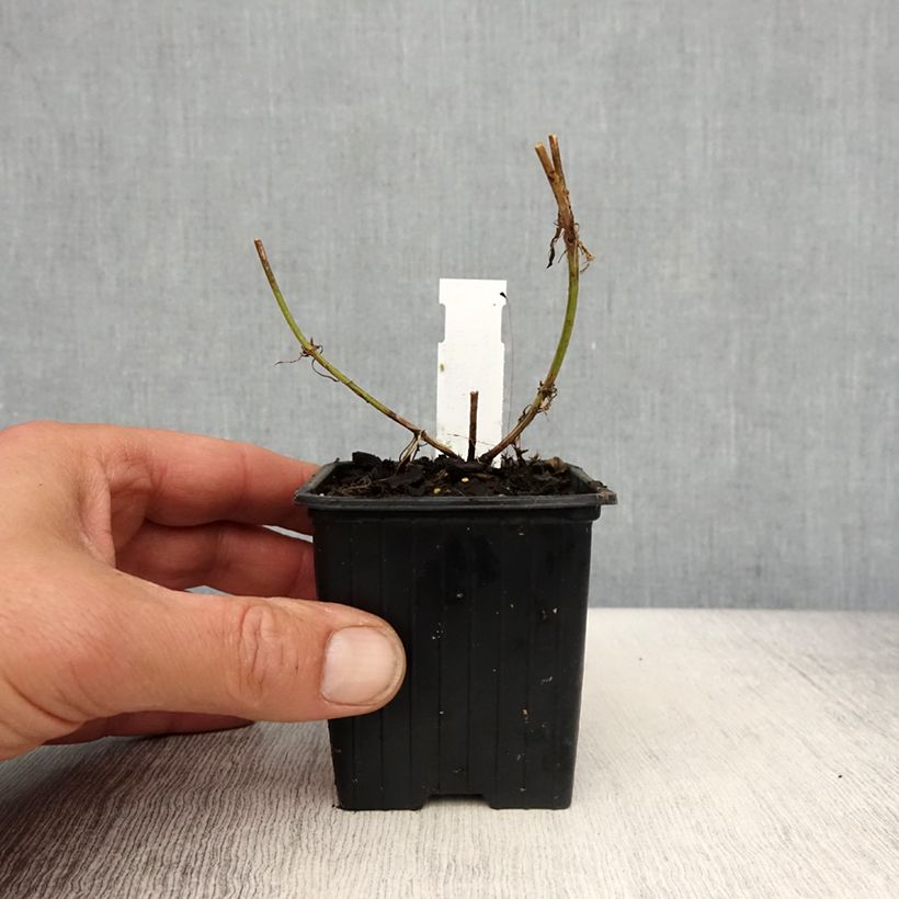 Exemplaar van Verbena tenuisecta - Verveine mousse Kweekpotje van 8/9 cm zoals geleverd in de lente