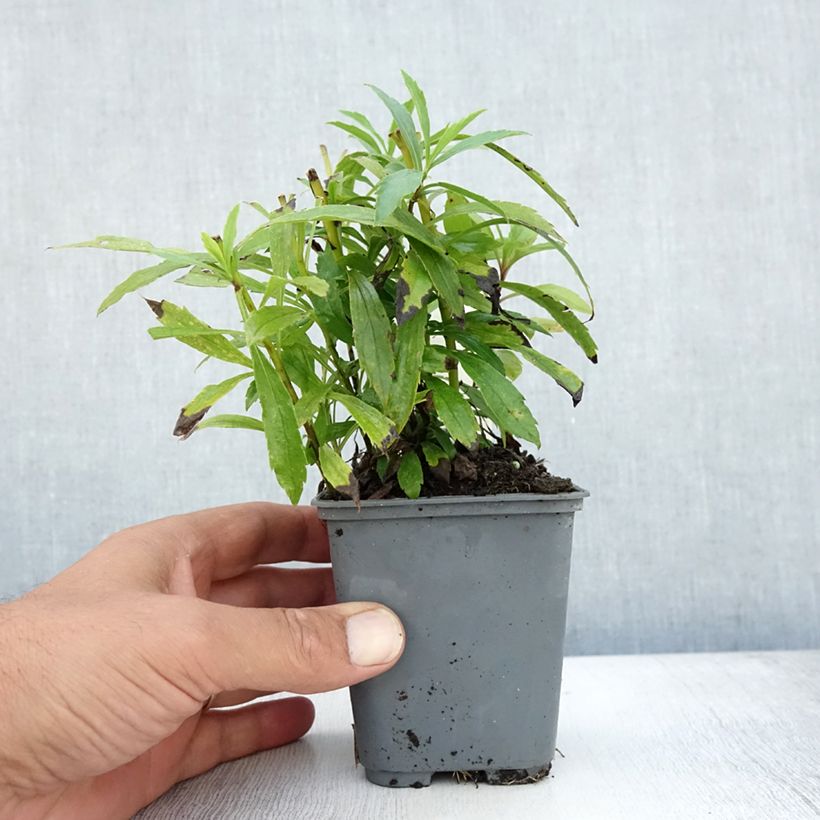 Exemplaar van Solidago canadensis - Canadese guldenroede Kweekpotje van 7/8 cm zoals geleverd in de zomer