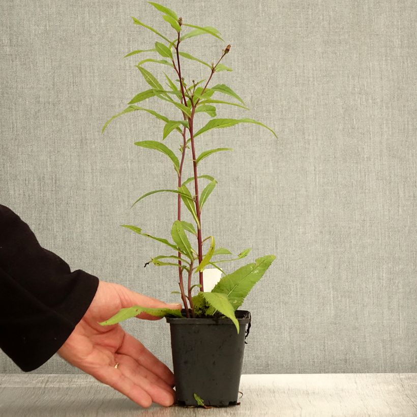 Exemplaar van Vernonia arkansana - IJzerkruid Kweekpotje van 8/9 cm zoals geleverd in de herfst