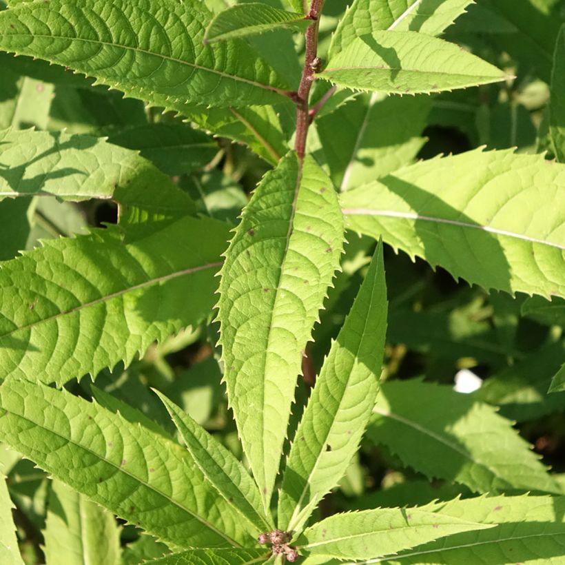 Vernonia arkansana - IJzerkruid (Blad)