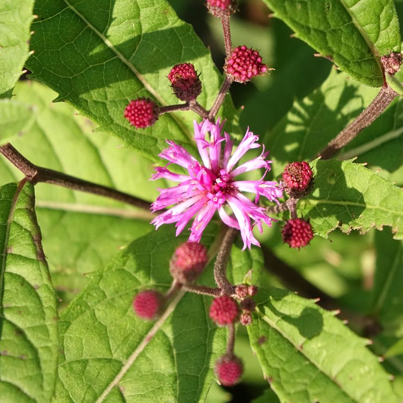 Vernonia arkansana - IJzerkruid (Bloei)