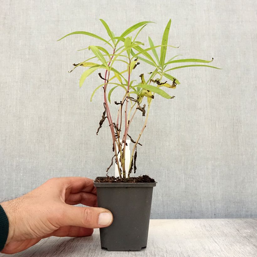 Exemplaar van Vernonia baldwinii - Ijzerkruid Kweekpotje van 8/9 cm zoals geleverd in de herfst