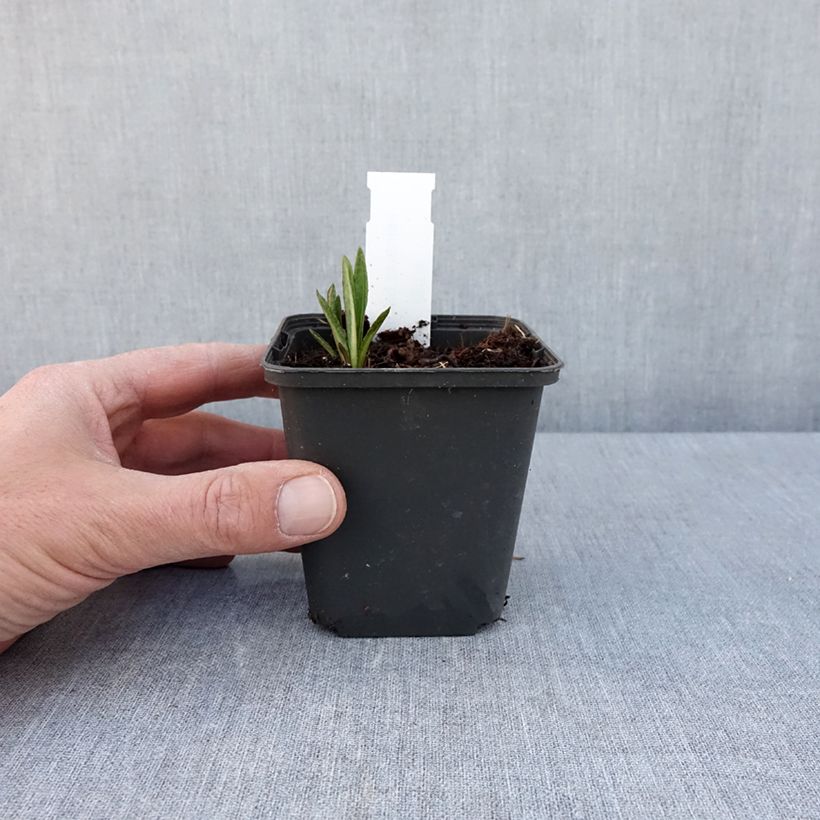 Exemplaar van Vernonia baldwinii - Ijzerkruid Kweekpotje van 8/9 cm zoals geleverd in de lente