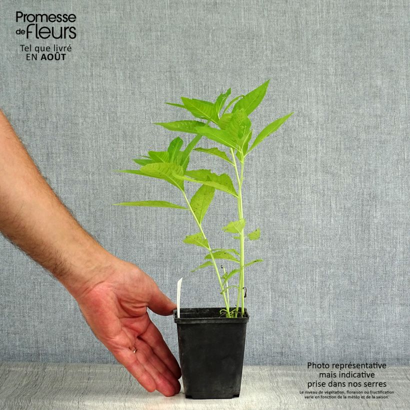 Exemplaar van Vernonia crinita var. alba - Ijzerkruid Kweekpotje van 8/9 cm zoals geleverd in de zomer