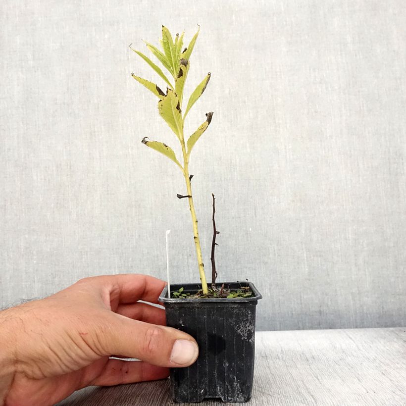 Exemplaar van Vernonia crinita - Ijzerkruid Kweekpotje van 8/9 cm zoals geleverd in de herfst