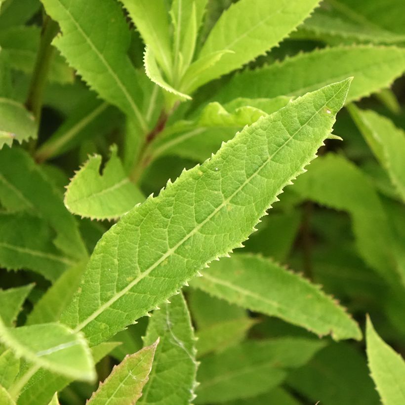 Vernonia crinita - Ijzerkruid (Blad)