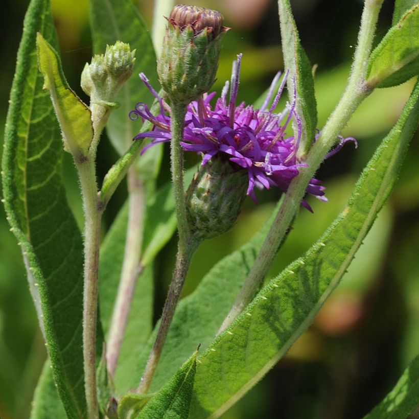 Vernonia gigantea - Ijzerkruid (Blad)