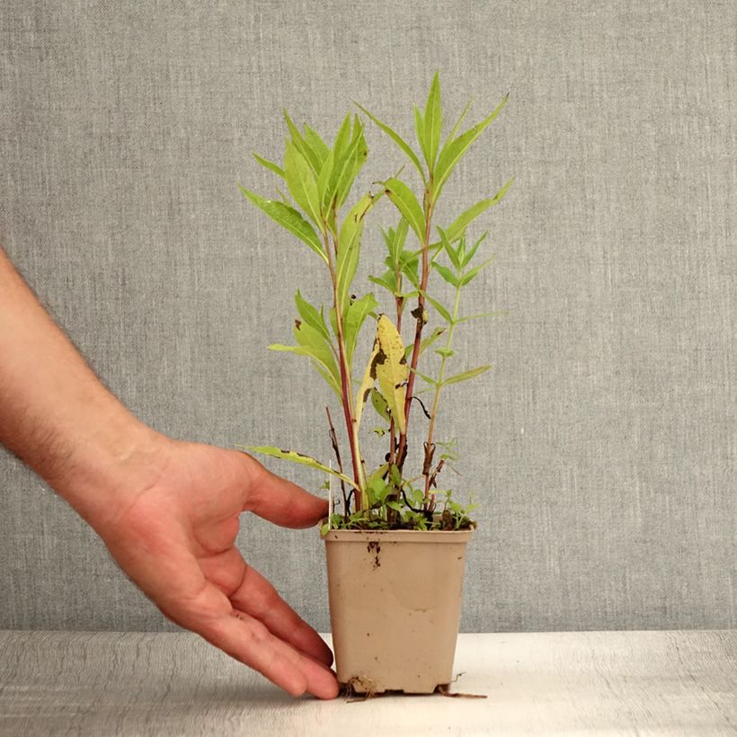 Exemplaar van Vernonia gigantea - Ijzerkruid Kweekpotje van 8/9 cm zoals geleverd in de zomer