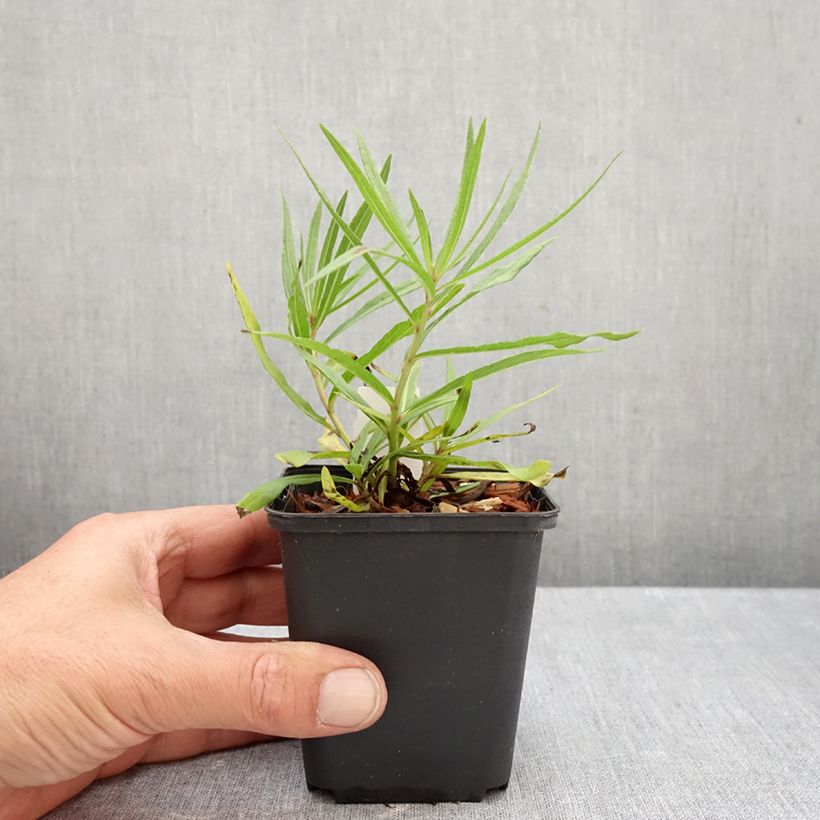 Exemplaar van Vernonia lettermannii - Ijzerkruid Kweekpotje van 8/9 cm zoals geleverd in de herfst