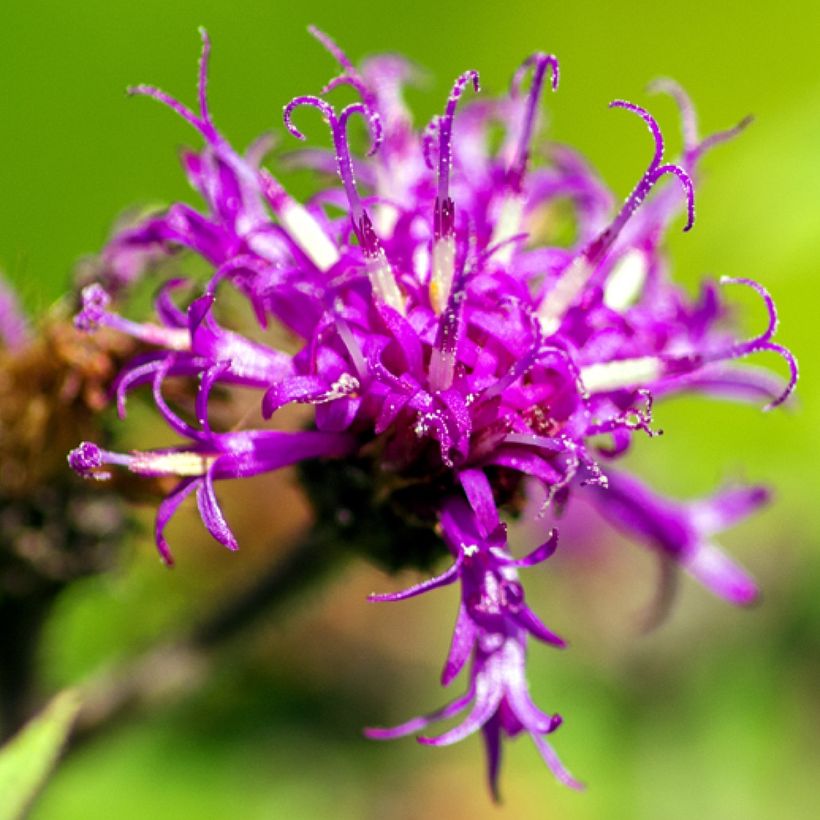 Vernonia missurica - Ijzerkruid (Bloei)