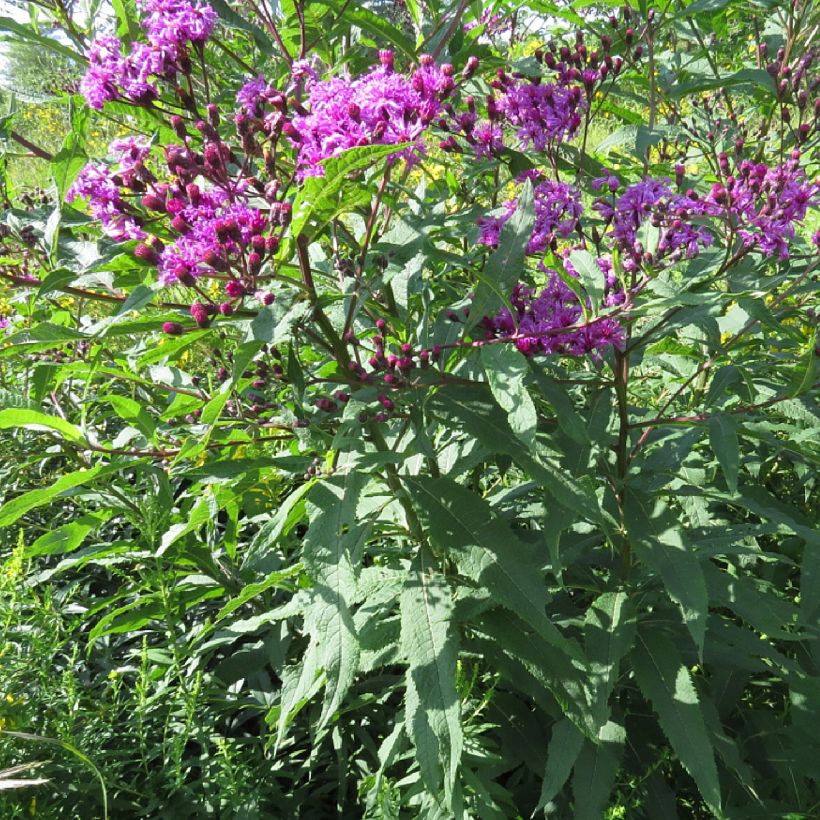 Vernonia missurica - Ijzerkruid (Groeiplaats)