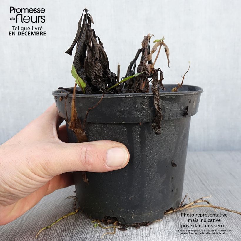 Exemplaar van Vernonia noveboracensis White Lightning - IJzerkruid Pot van 2 l/3 l zoals geleverd in de herfst