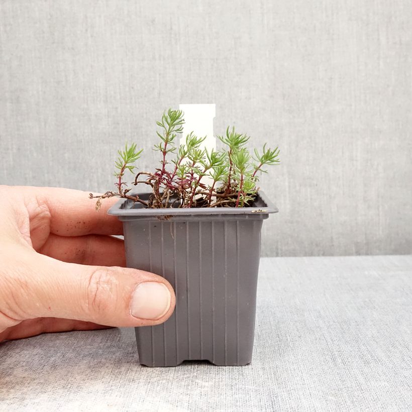 Exemplaar van Veronica armena - Ereprijs Kweekpotje van 8/9 cm zoals geleverd in de lente