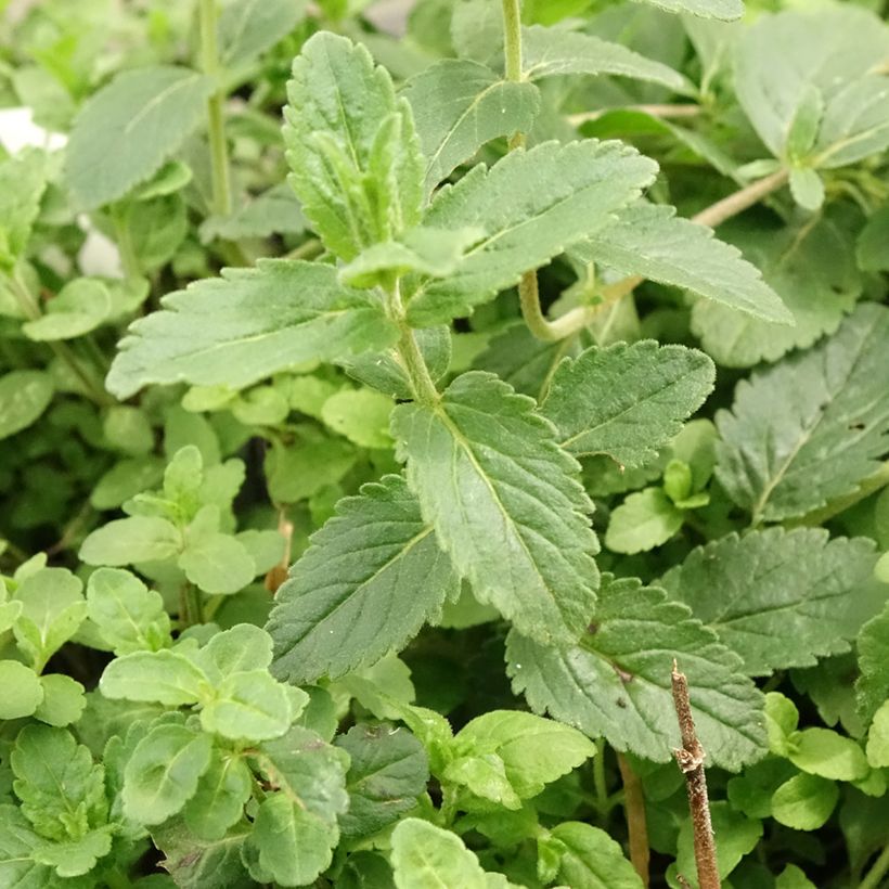 Veronica austriaca Royal Blue - Brede ereprijs (Blad)