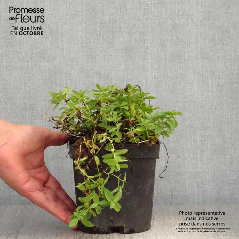 Exemplaar van Veronica austriaca Royal Blue - Brede ereprijs Pot van 2 l/3 l zoals geleverd in de herfst