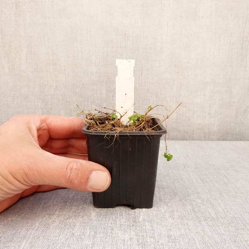 Exemplaar van Veronica filiformis - Véronique filiforme Kweekpotje van 8/9 cm zoals geleverd in de lente