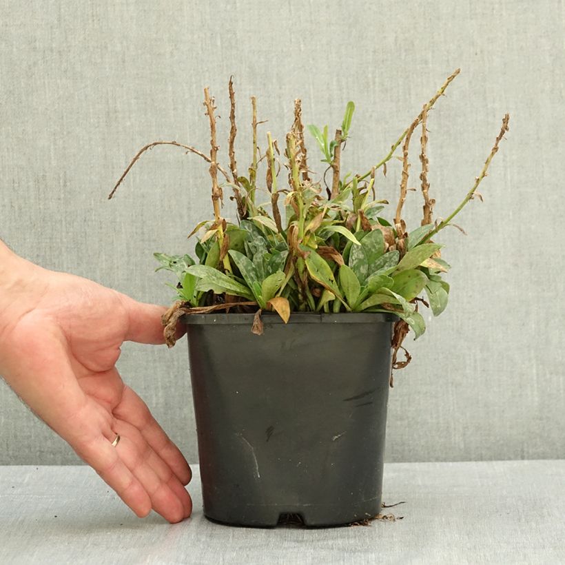 Exemplaar van Veronica gentianoides Tissington White - Gentiaan-ereprijs Pot van 1,5 l/2 l zoals geleverd in de zomer