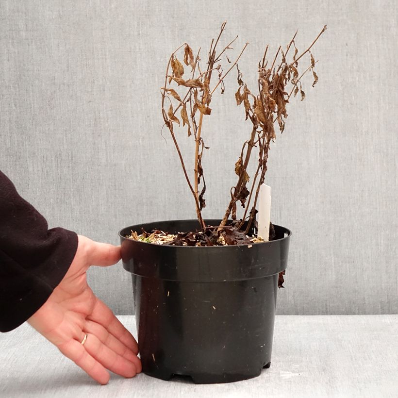 Exemplaar van Veronica Lavender Lightsaber - Aar-ereprijs Pot van 2 l/3 l zoals geleverd in de winter