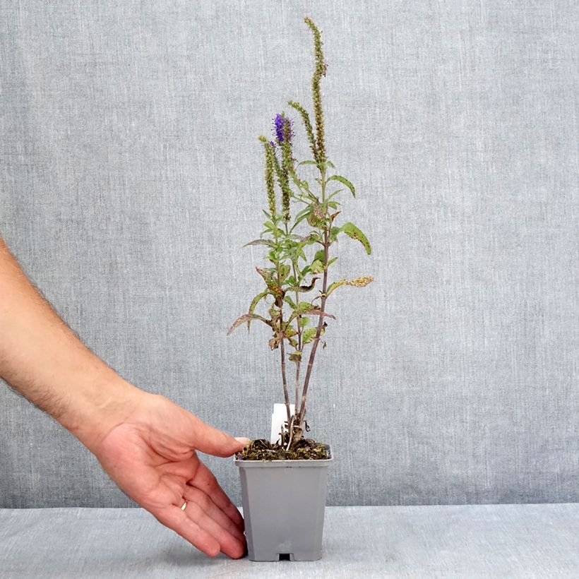 Exemplaar van Veronica longifolia Blauriesin - Lange ereprijs Kweekpotje van 8/9 cm zoals geleverd in de zomer