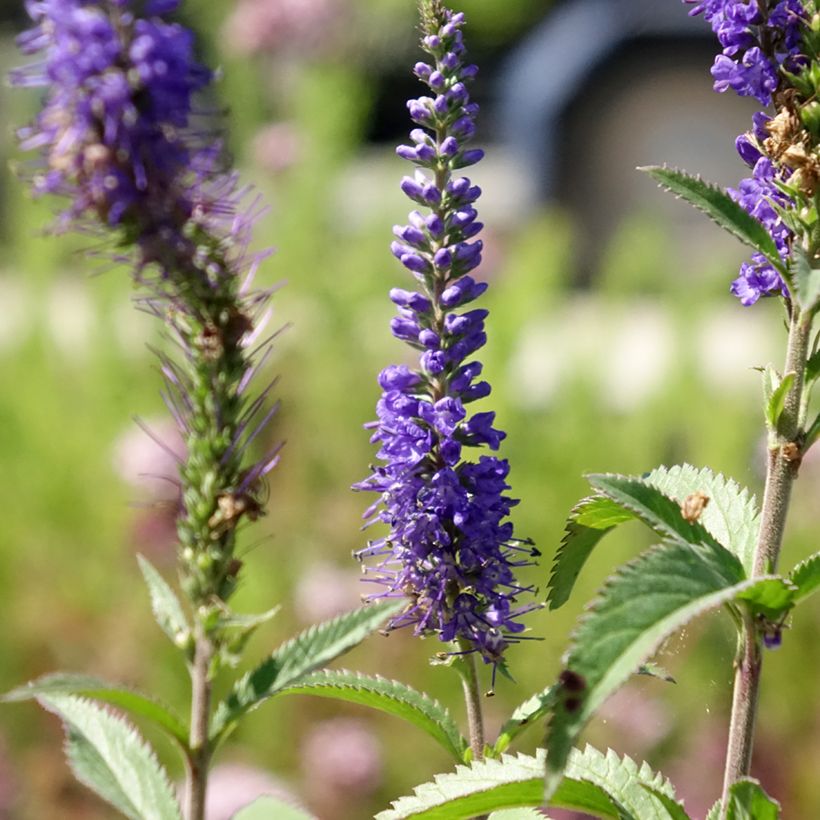 Veronica longifolia Blauriesin - Lange ereprijs (Bloei)