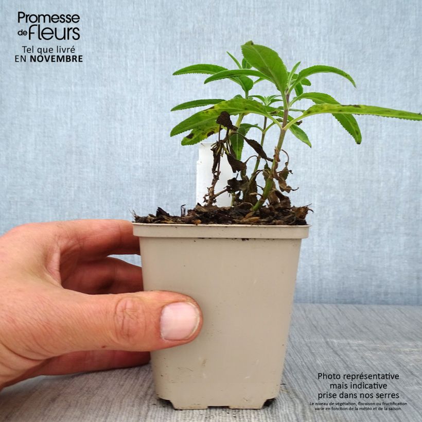 Exemplaar van Veronica longifolia Candied Candle - Lange ereprijs Kweekpotje van 8/9 cm zoals geleverd in de herfst