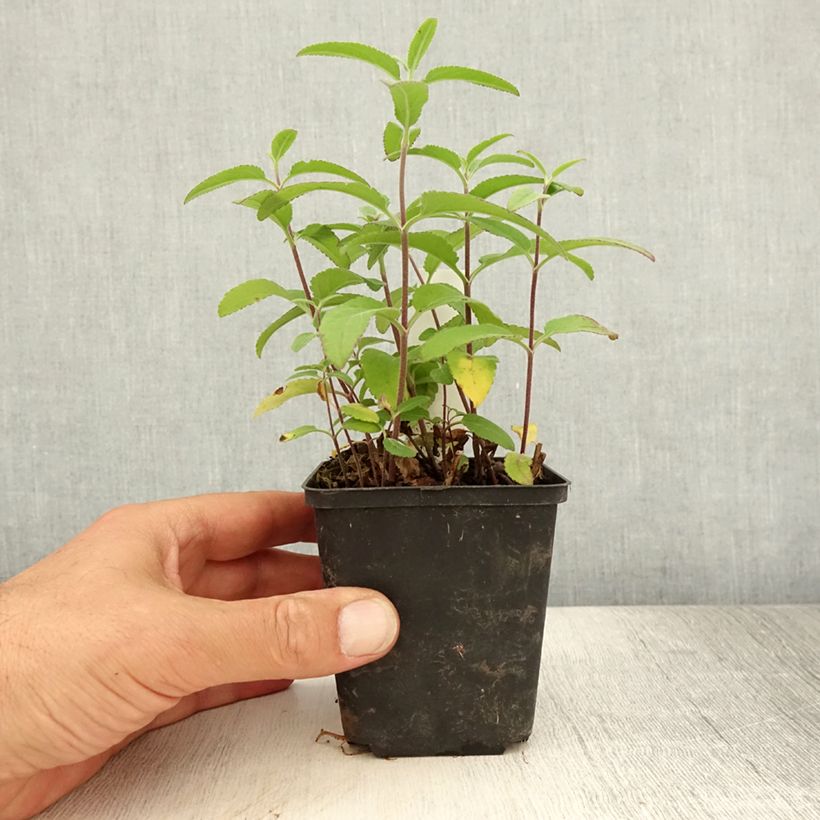 Exemplaar van Veronica longifolia Candied Candle - Lange ereprijs Kweekpotje van 8/9 cm zoals geleverd in de zomer